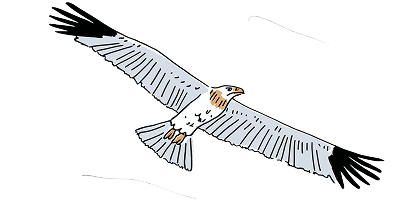 Community eagle